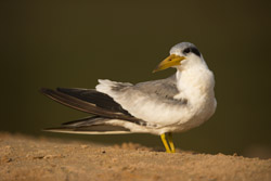 tern